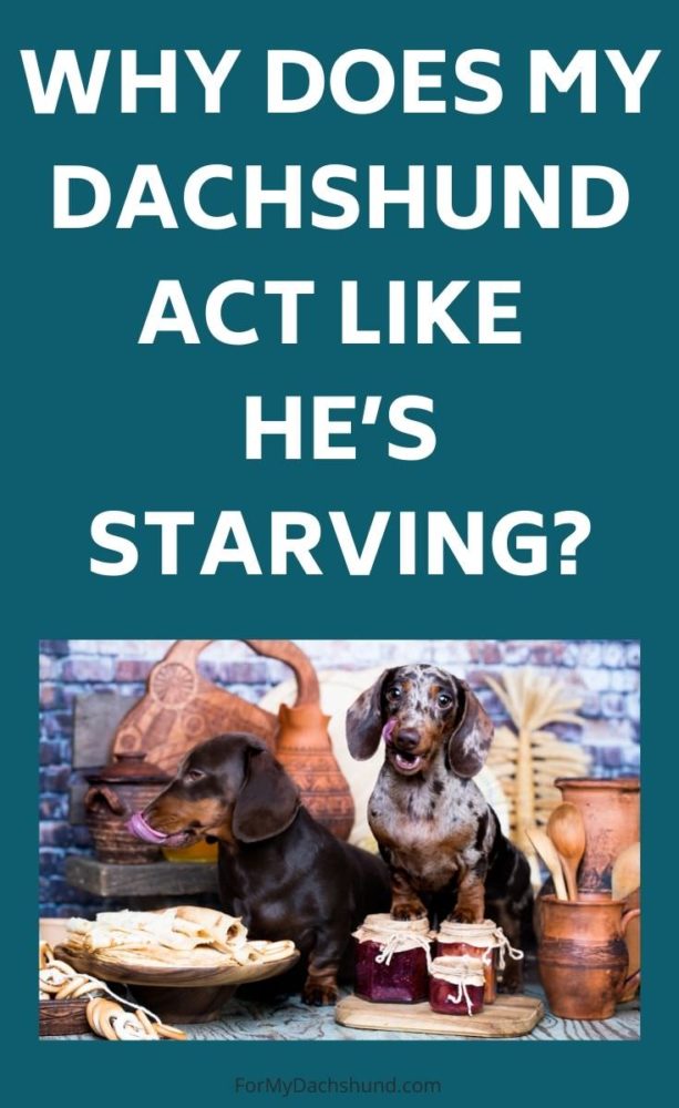 Why Does My Dachshund Act Like He’s Starving? (and What To Do About It 