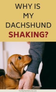 Why is My Dachshund Shaking? - For My Dachshund