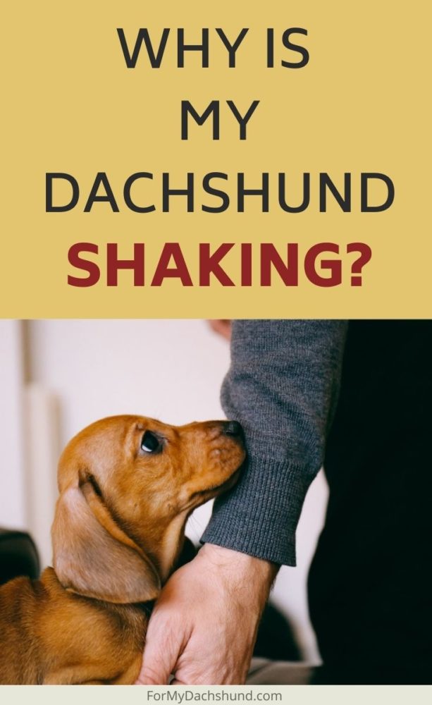 Why is My Dachshund Shaking? For My Dachshund