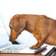 dog using computer