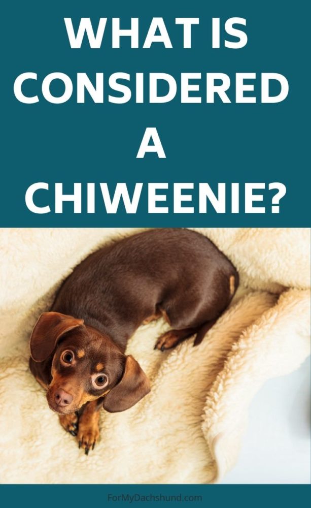 What is a Chiweenie? - For My Dachshund