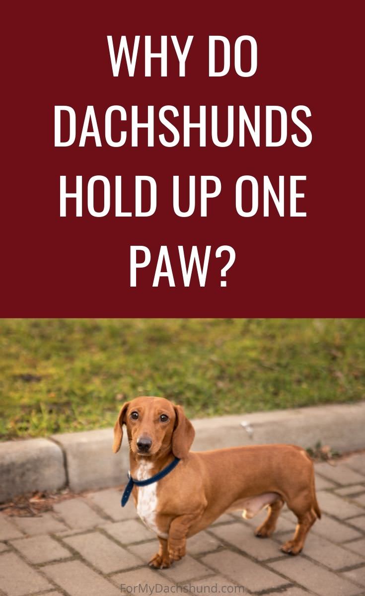 Does your dachshund hold up one paw? Here are some reasons why that may be.