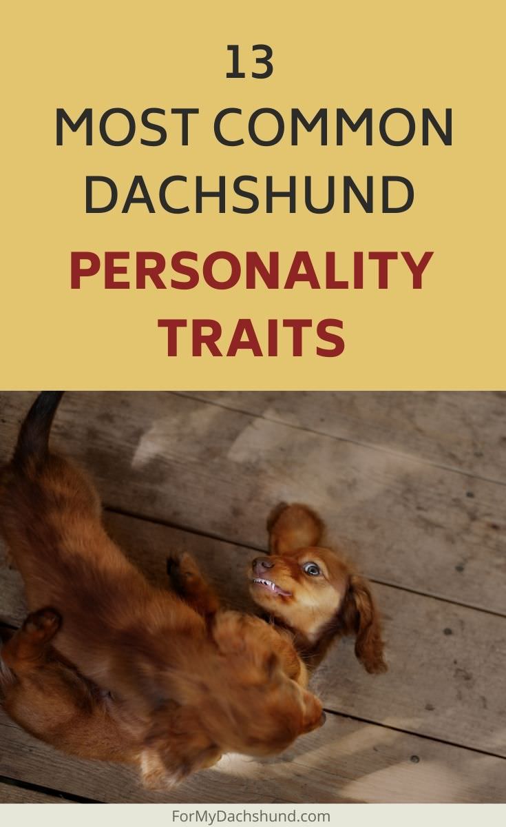 Curious what personality traits Dachshunds have? Here are the 13 most common Dachshund personality traits.