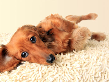 Longhair dachshund puppy