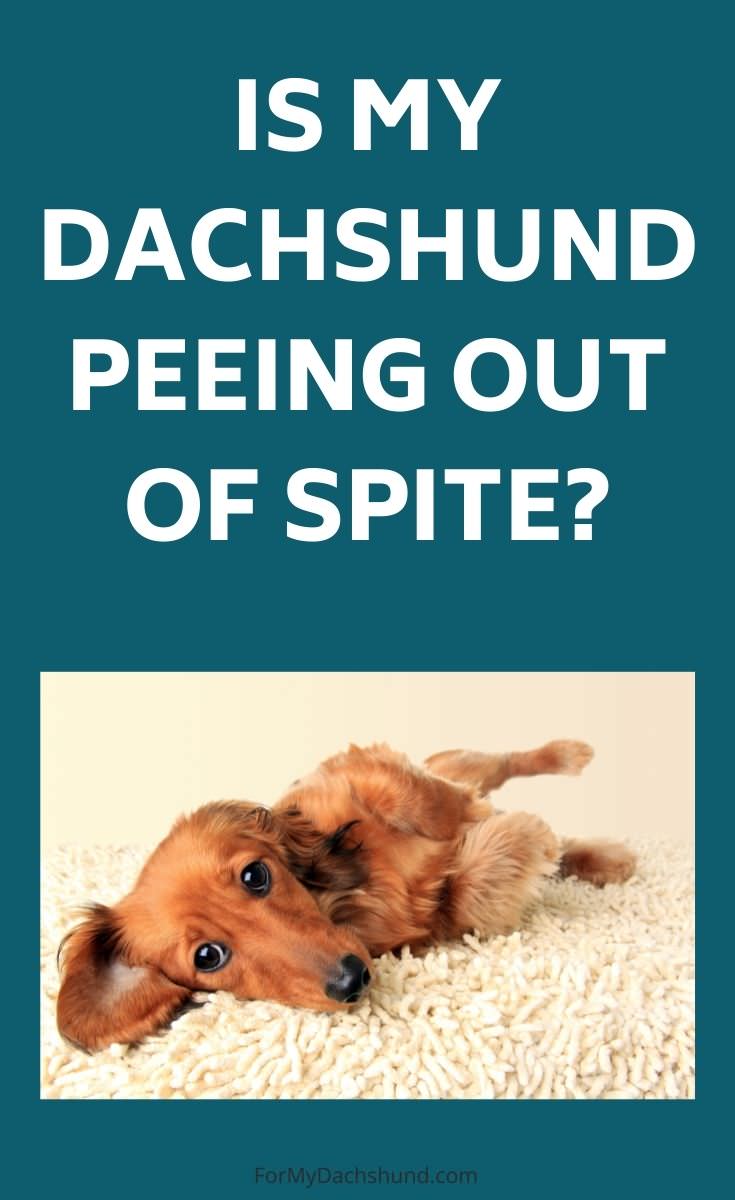 Is your Dachshund peeing out of spite? Here's how to tell and what to do about it.
