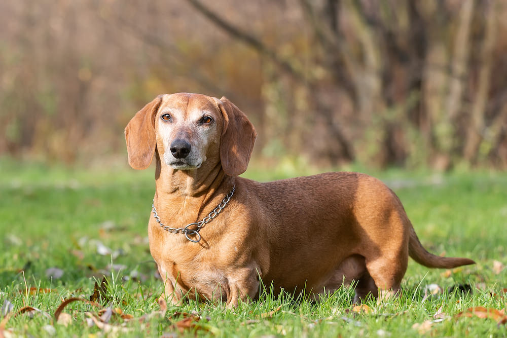 dachshund not eating