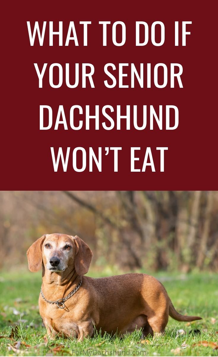 Does your Dachshund refuse to eat? Here are some tips on what to do if your senior Dachshund won't eat.