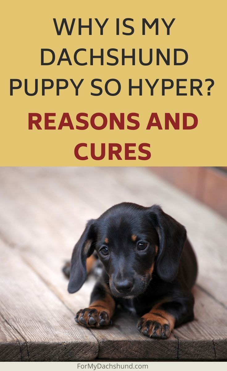 Is your dog hyper? Here are some reasons why your Dachshund puppy is so hyper.