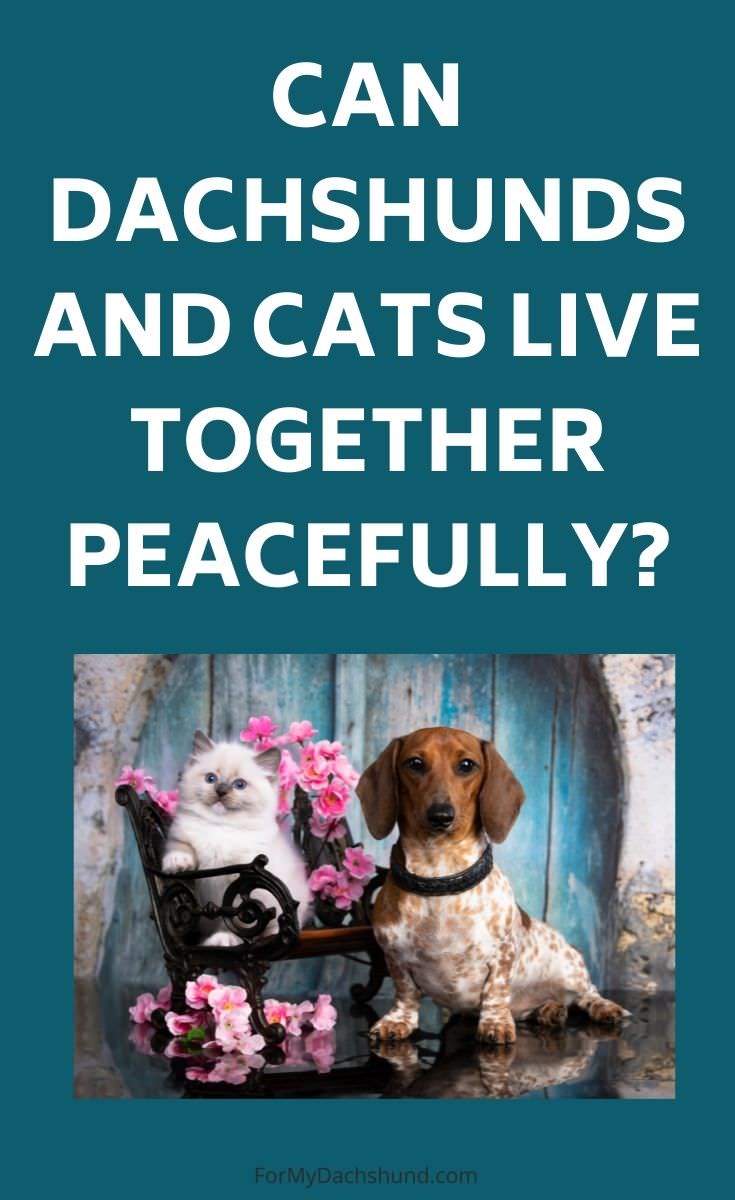 Do you have both Dachshunds and cats? Here are a few tips on how cats and dogs can live together peacefully.