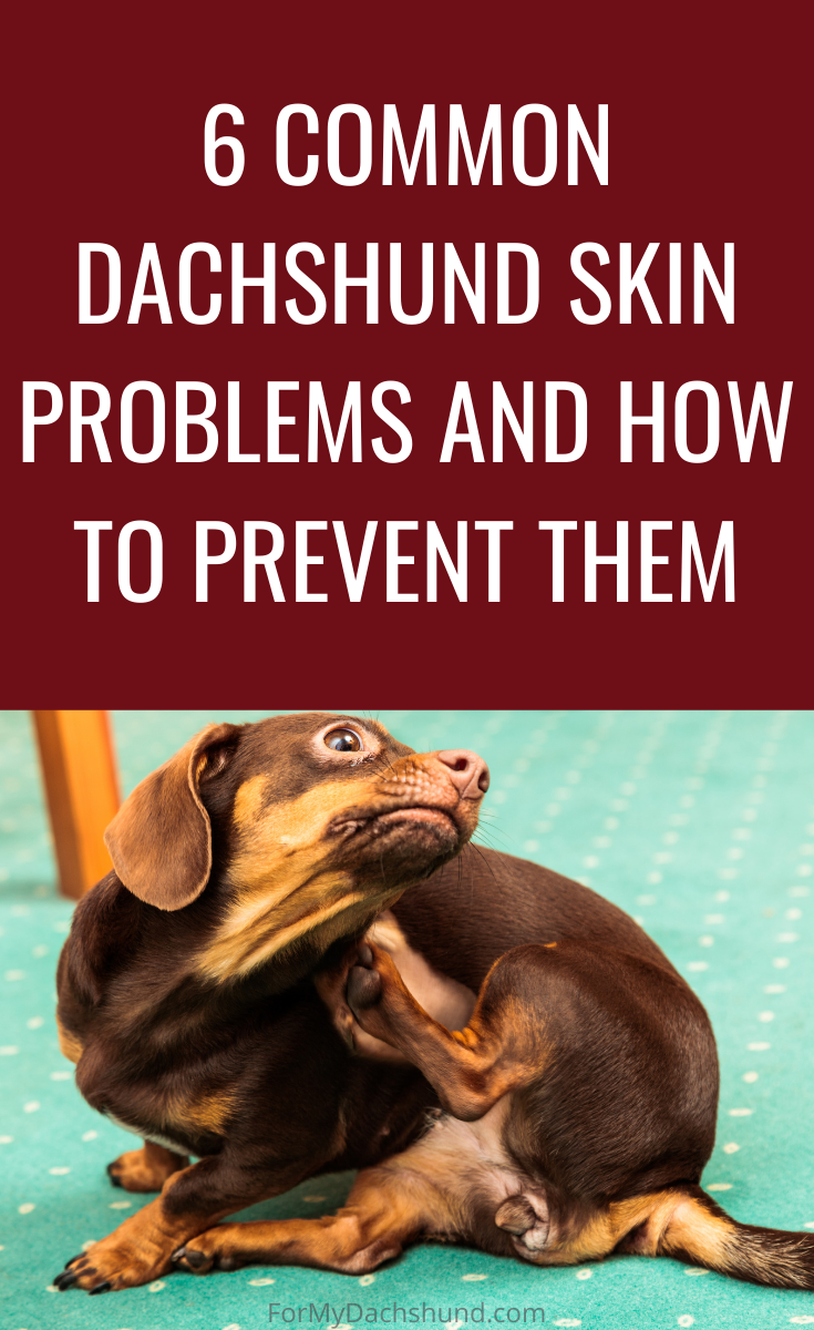 Does your Dachshund have skin issues? Here are 6 common skin problems in dogs and how to prevent them.